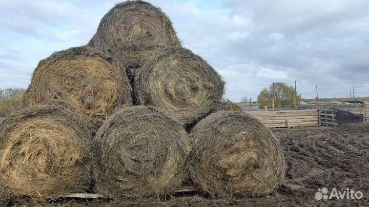 Сено в рулонах