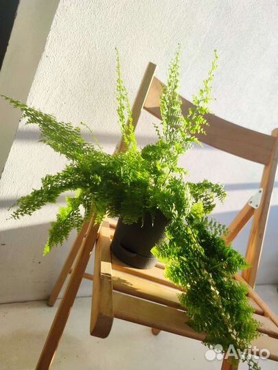 Папоротник мариса + Urban jungle