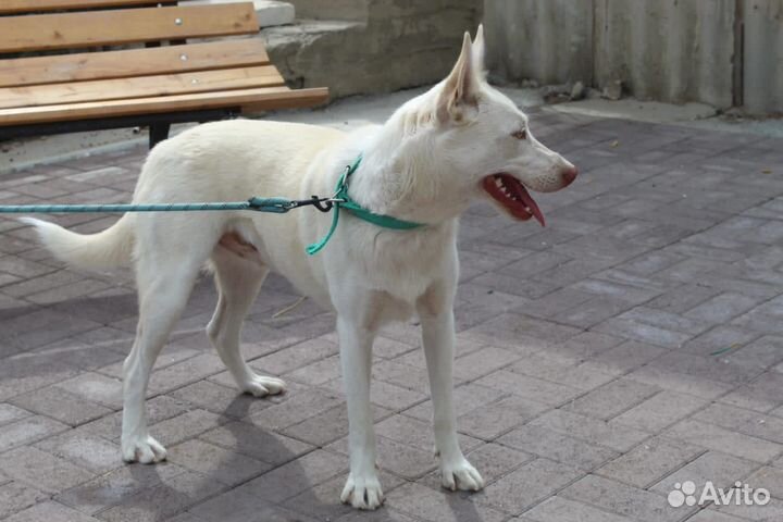 Швейцарская овчарка