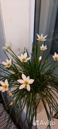 Зефирантес (выскочка)