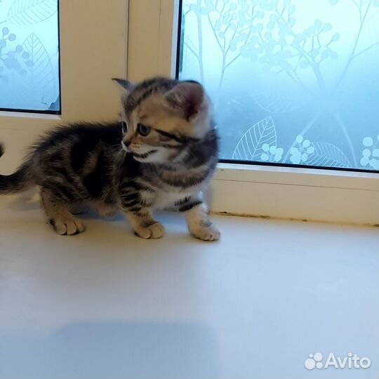 Шотландские котята