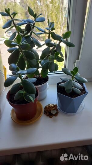 Толстянка (денежное дерево)