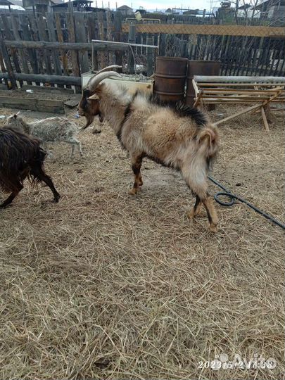 Козел зааненский