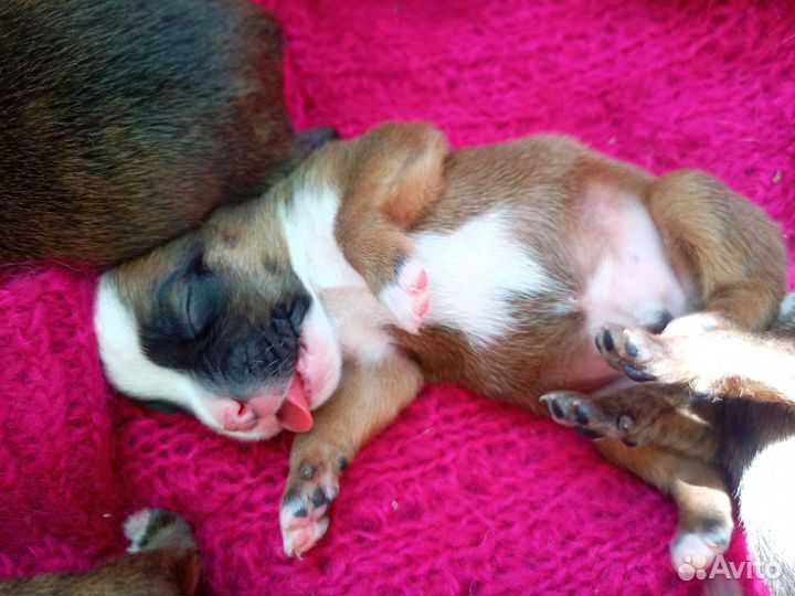 Милые щенки