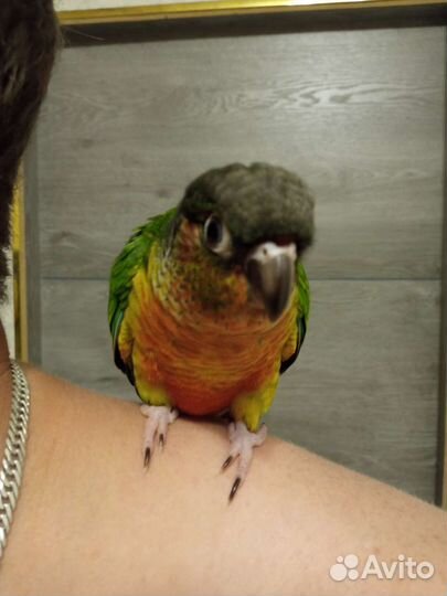 Пиррура птенцы ручные, говорящие, попугай