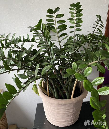 Замиокулькас