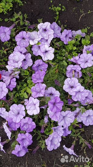 Рассада Петуний