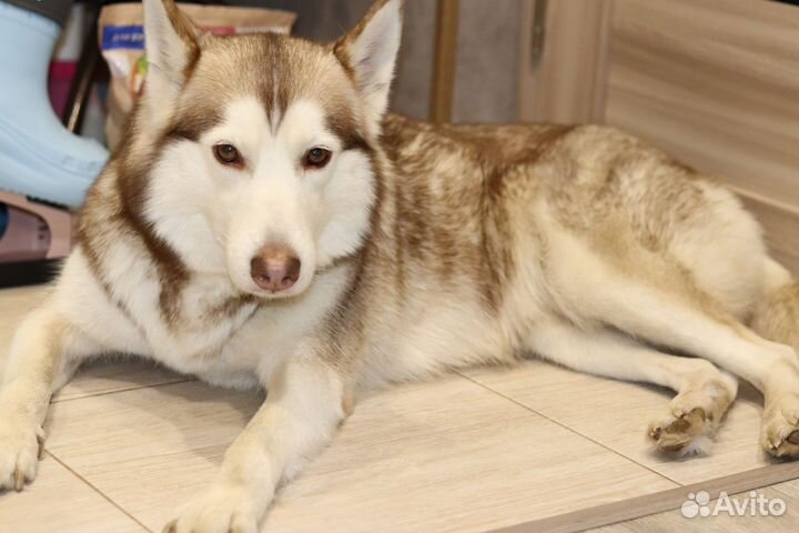 Привязали и оставили