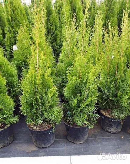 Туя Смарагд р9