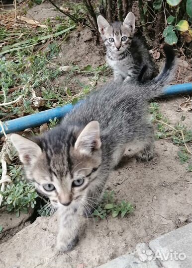 Котята в дар