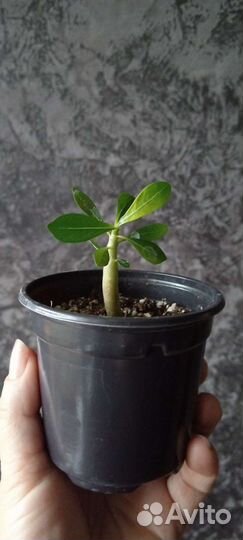 Замиокулькас