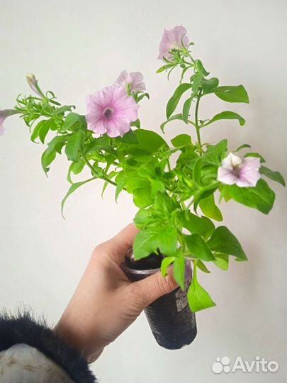 Рассада цветов, мяты, виктории