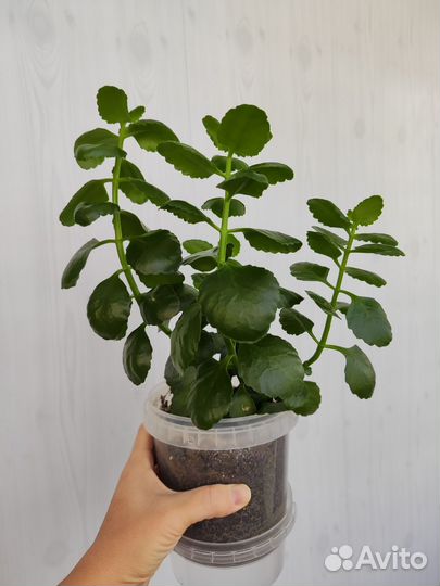 Каланхоэ розовый