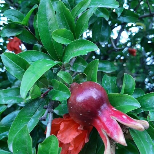 Коттедж 48 м² на участке 8 сот.