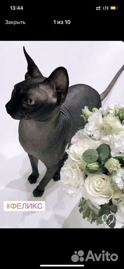 Канадский сфинкс, котята