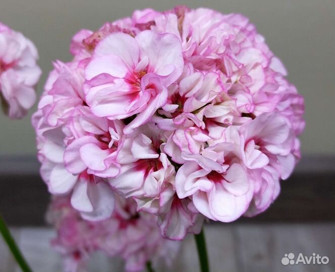 Большой выбор сортов пеларгонии герани