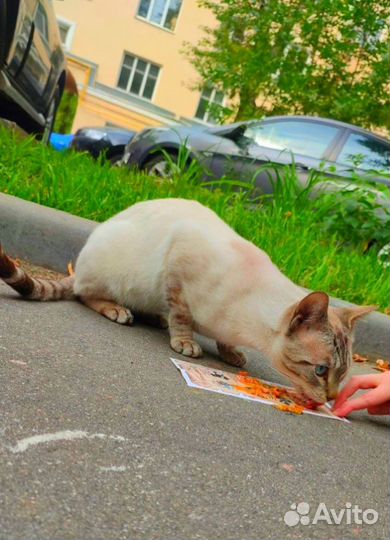 Рыжий таец на улице Москвы