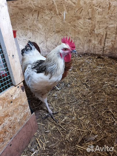 Породные петухи 5 мес