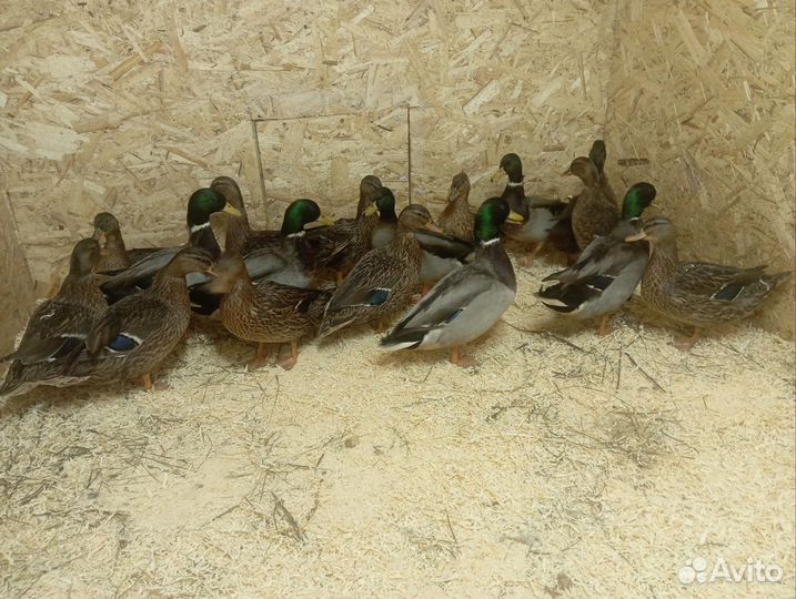 Утки подсадные