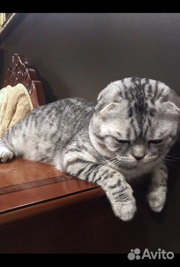 Кот на вязку шотландский вислоухий