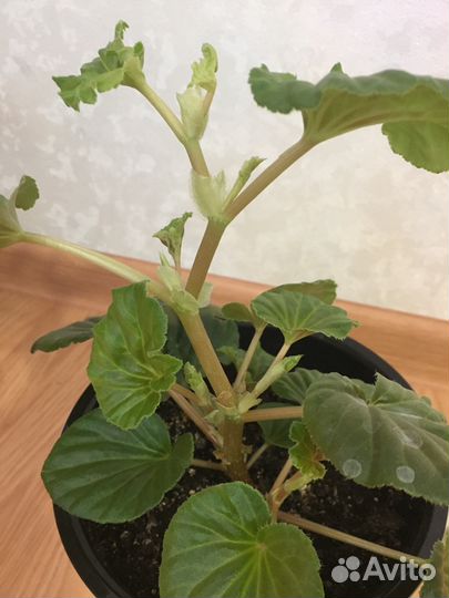 Бегония грандис, комнатное растение