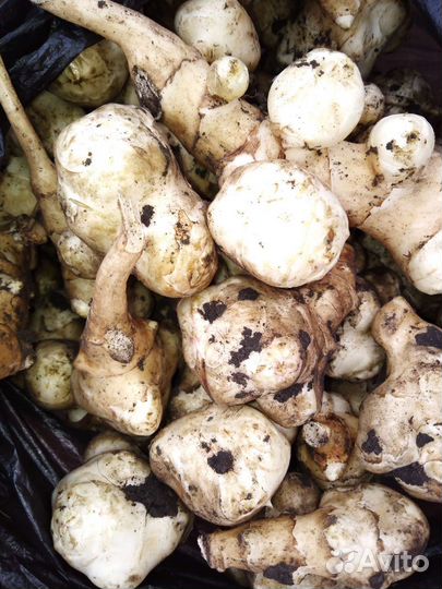 Топинамбур клубни осенью