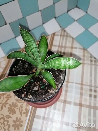 Сансы и хойи