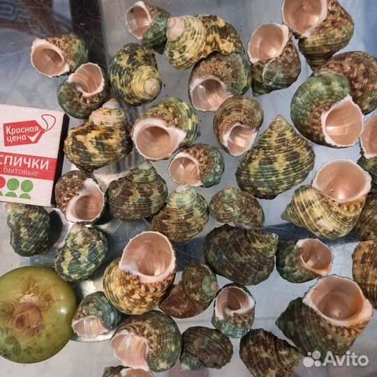 Морские ракушки раковины