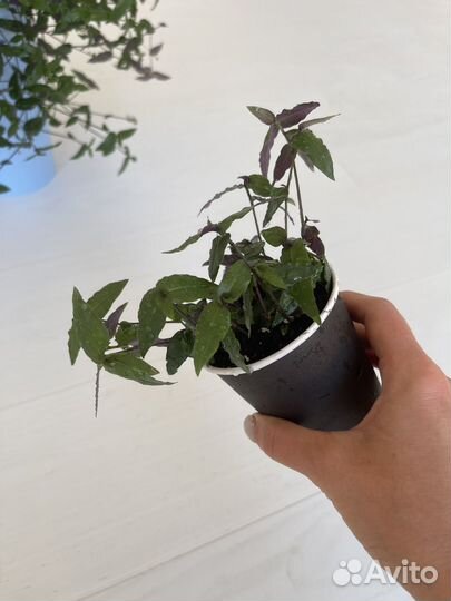 Традесканция. Сорт 