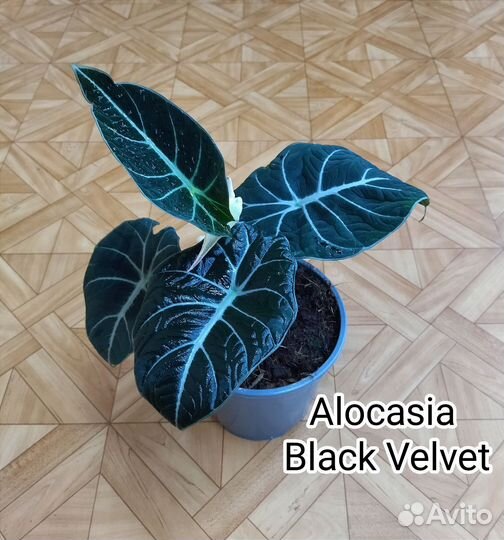 Алоказия Блэк Вельвет / Alocasia Black Velvet