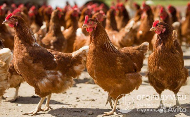 Куры молодки несушки