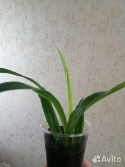 Хлорофитум