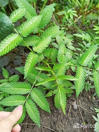 Норвежская малина/тибетская