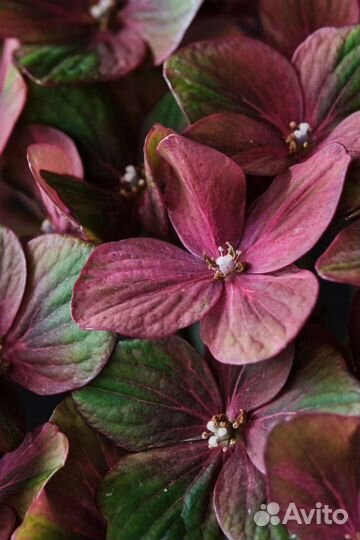 Гортензия крупнолистная Magical Chocolate саженцы