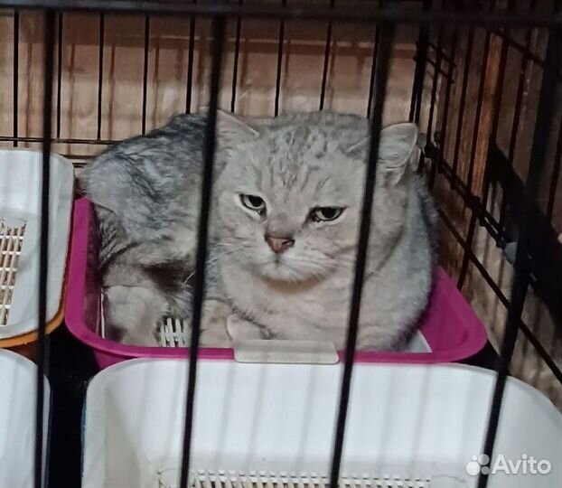 Кот