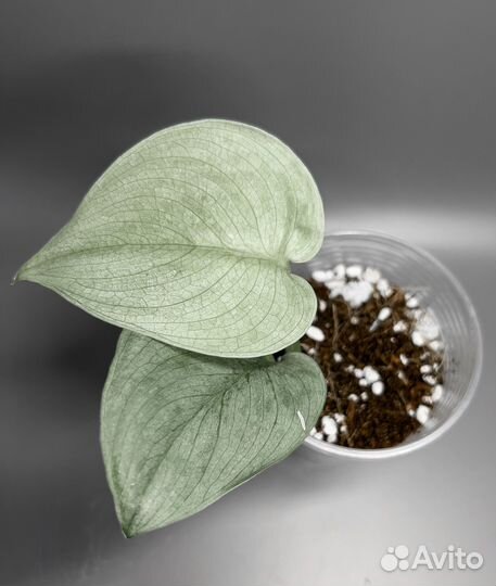 Сциндапсусы Сильвер Хиро, Сильвер энн