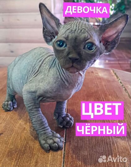 Канадский сфинкс