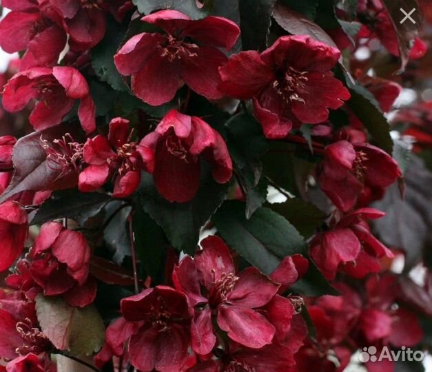 Яблоня Роялти декоративная 3 летка окс