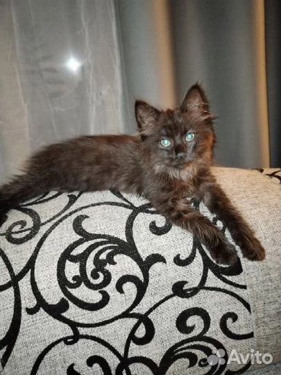 Котенок ищет дом
