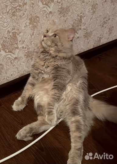 Британский