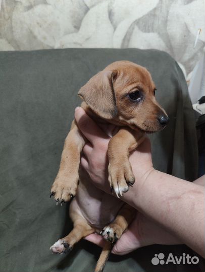 Той-терьер щенки