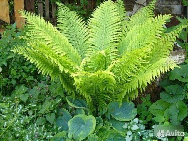 Папоротник садовый