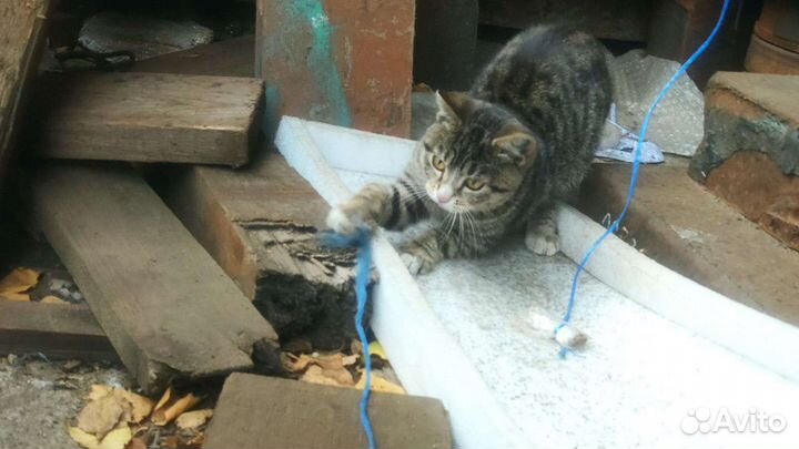 Отдам котенка в добрые руки