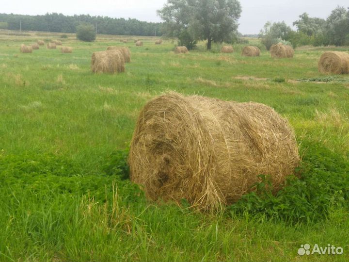 Сено в рулонах 2023