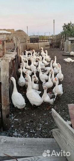 Дамашние гуси