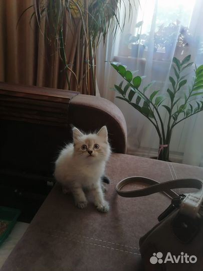 Отдам в добрые руки кошечку