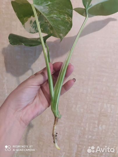 Монстера альба 1.08.23г