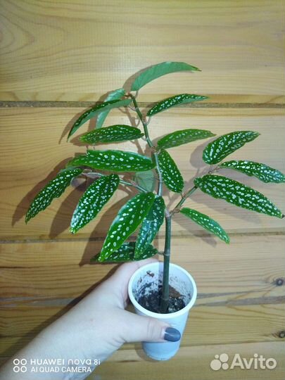 Бегония Кейн часть 2