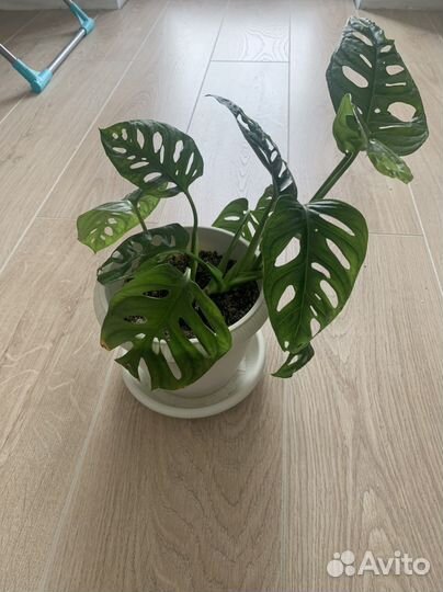 Монстера Адансона