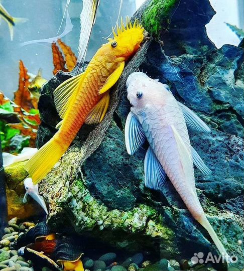 Аквариумные рыбки. Аквариумы